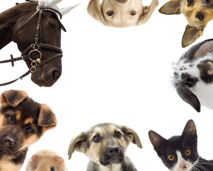 dierencommunicatie, communicatie met dieren